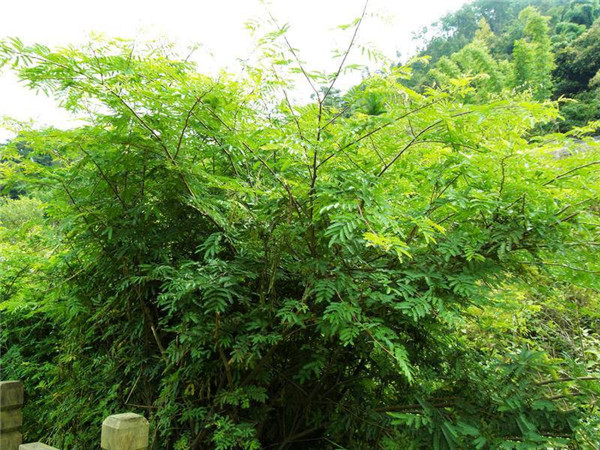 土壤養分測試儀原理是什么？
