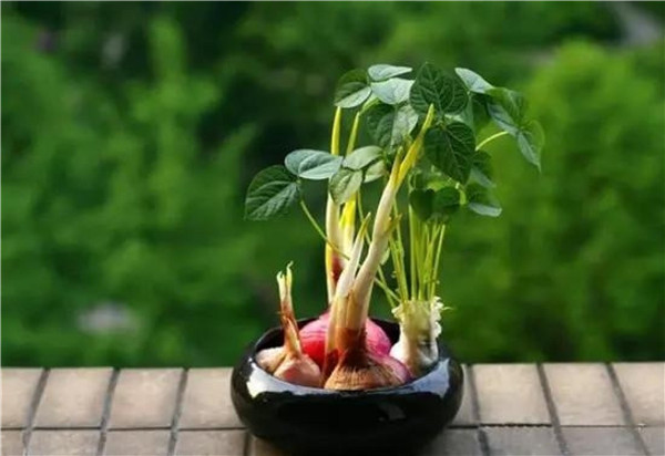 利用土壤測試儀測土數(shù)據(jù)開展配方施肥